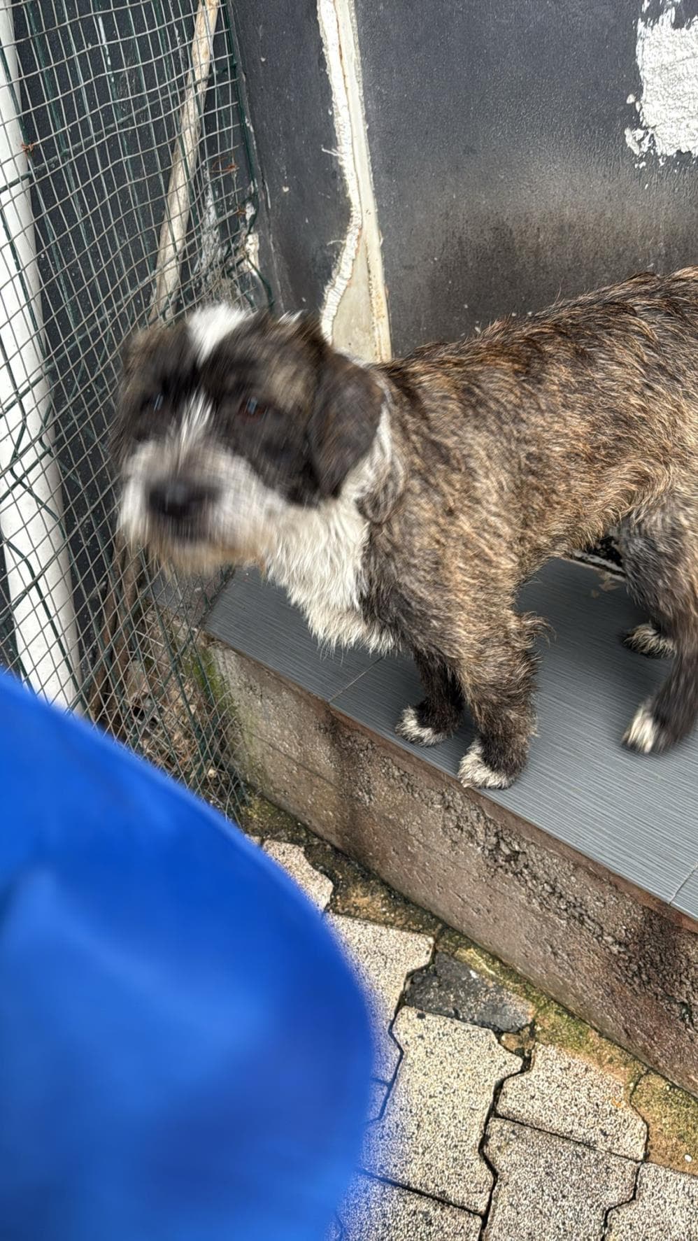 Tommy Melez Köpek, İstanbul