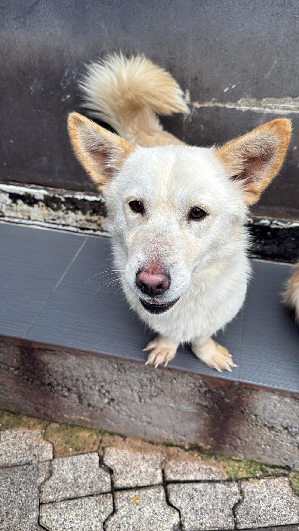 Bal Melez Köpek, İstanbul