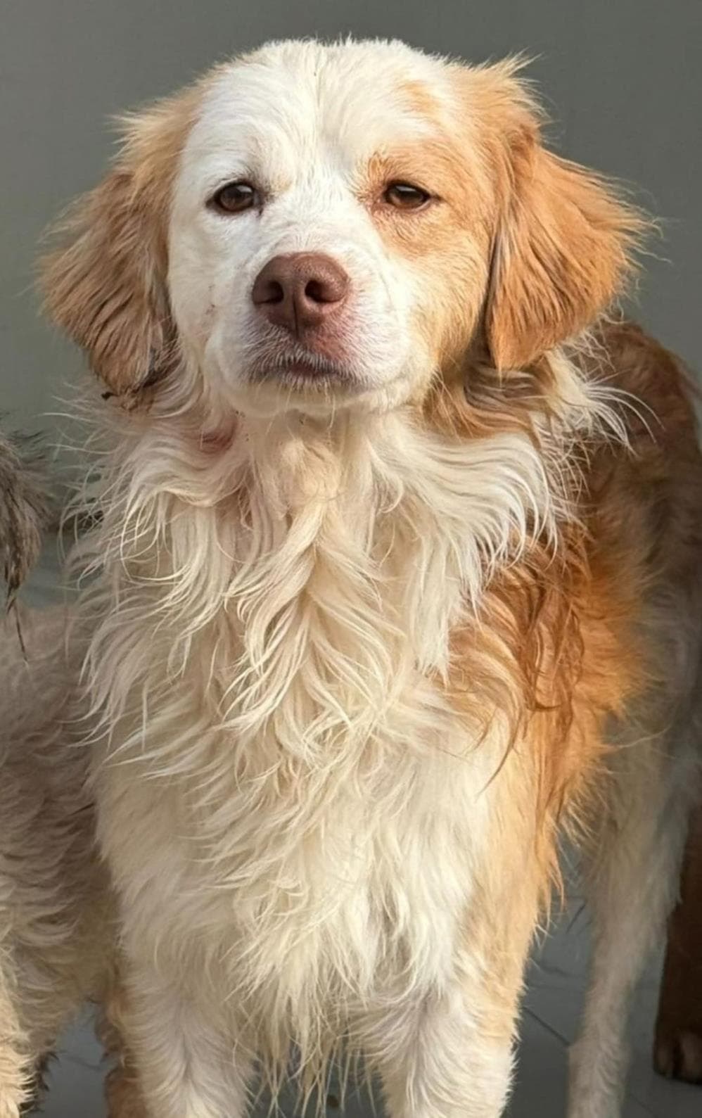 Suzi İngiliz Setter Köpek, İstanbul