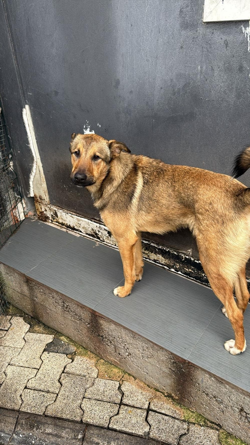 Mısra Melez Köpek, İstanbul