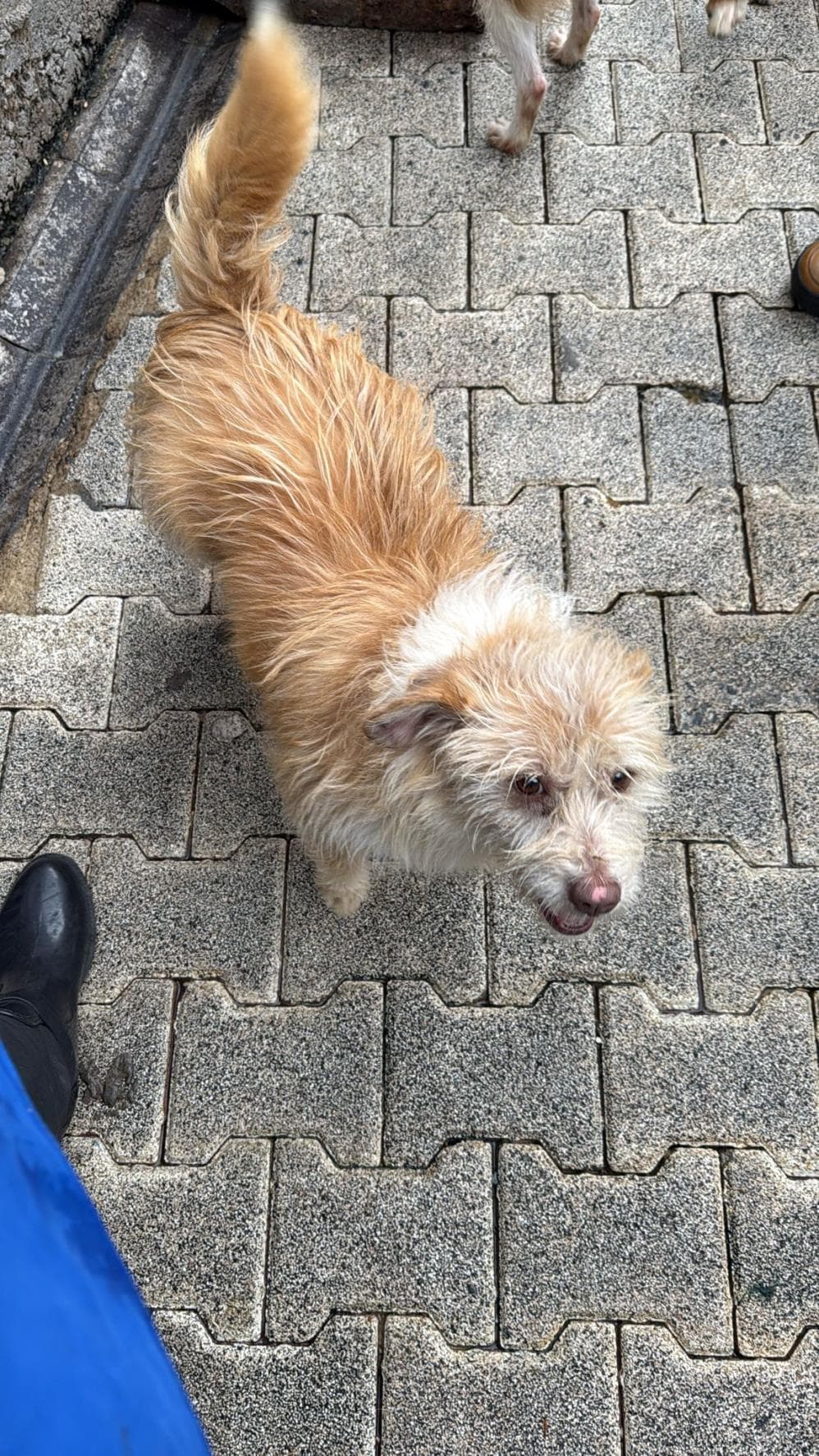 Kadayıf Melez Köpek, İstanbul