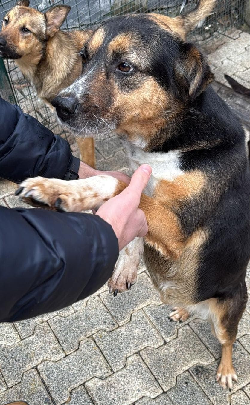 Mantı Melez Köpek, İstanbul