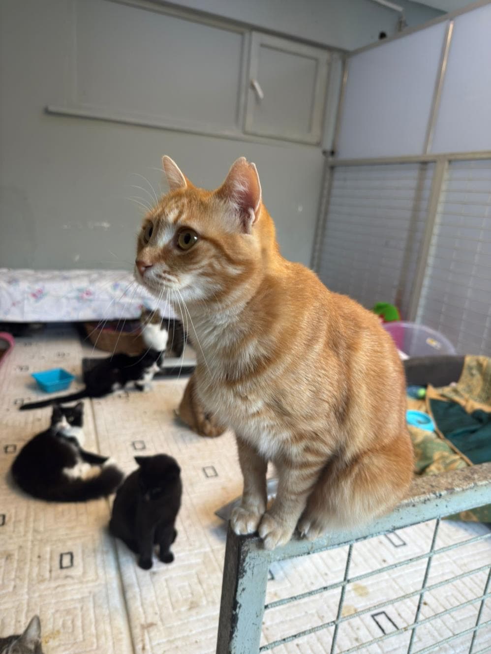 Venüs Sarman Kedi, İstanbul