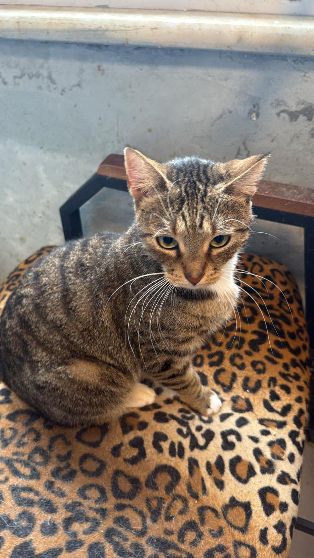 Şirin Tekir Kedi, İstanbul
