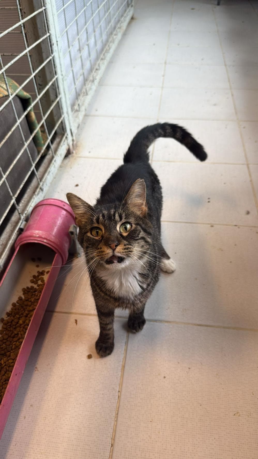 Panduf Tekir Kedi, İstanbul