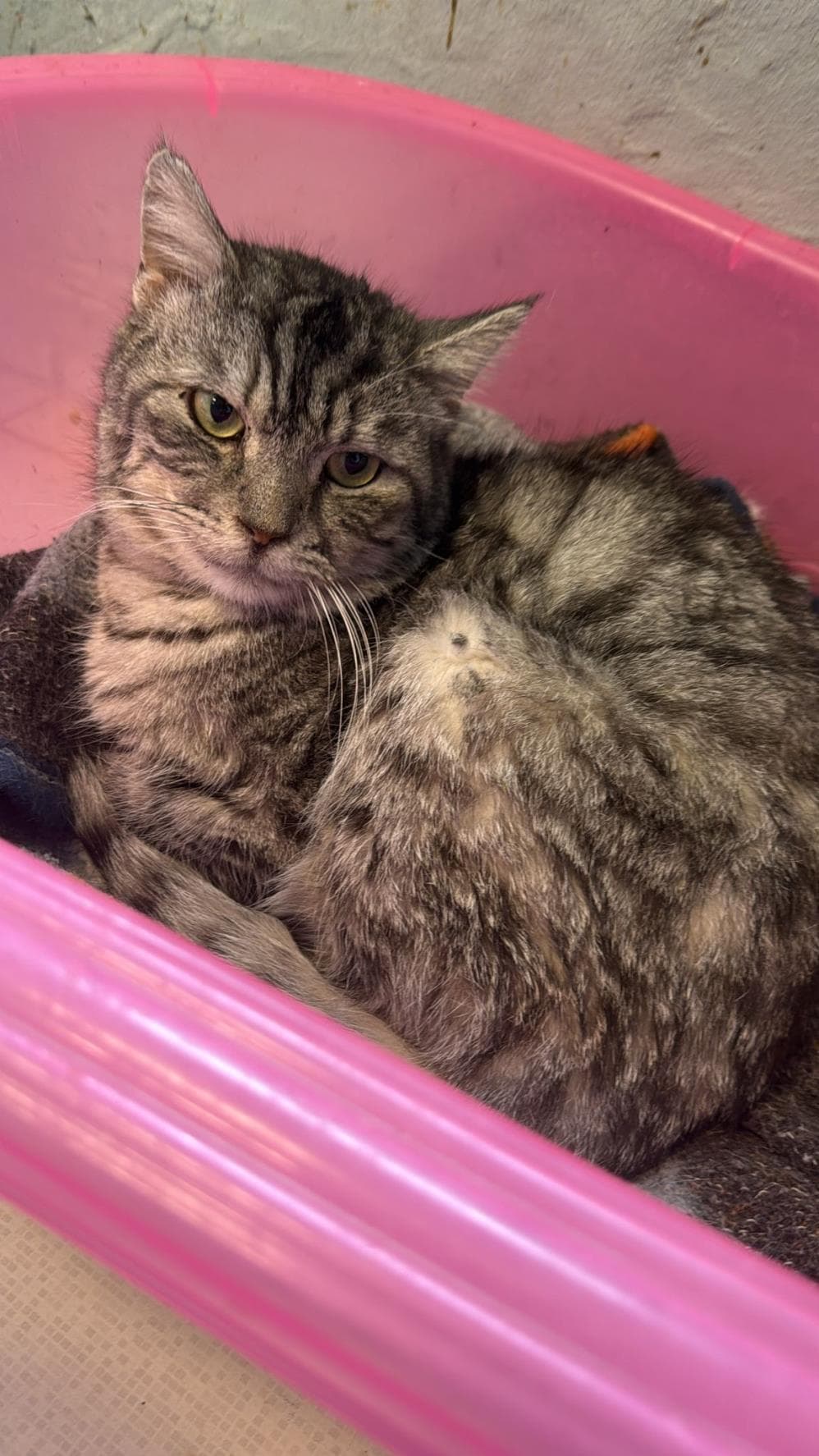 Pembe Tekir Kedi, İstanbul