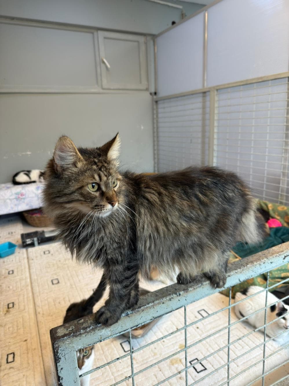 İrma Tekir Kedi, İstanbul