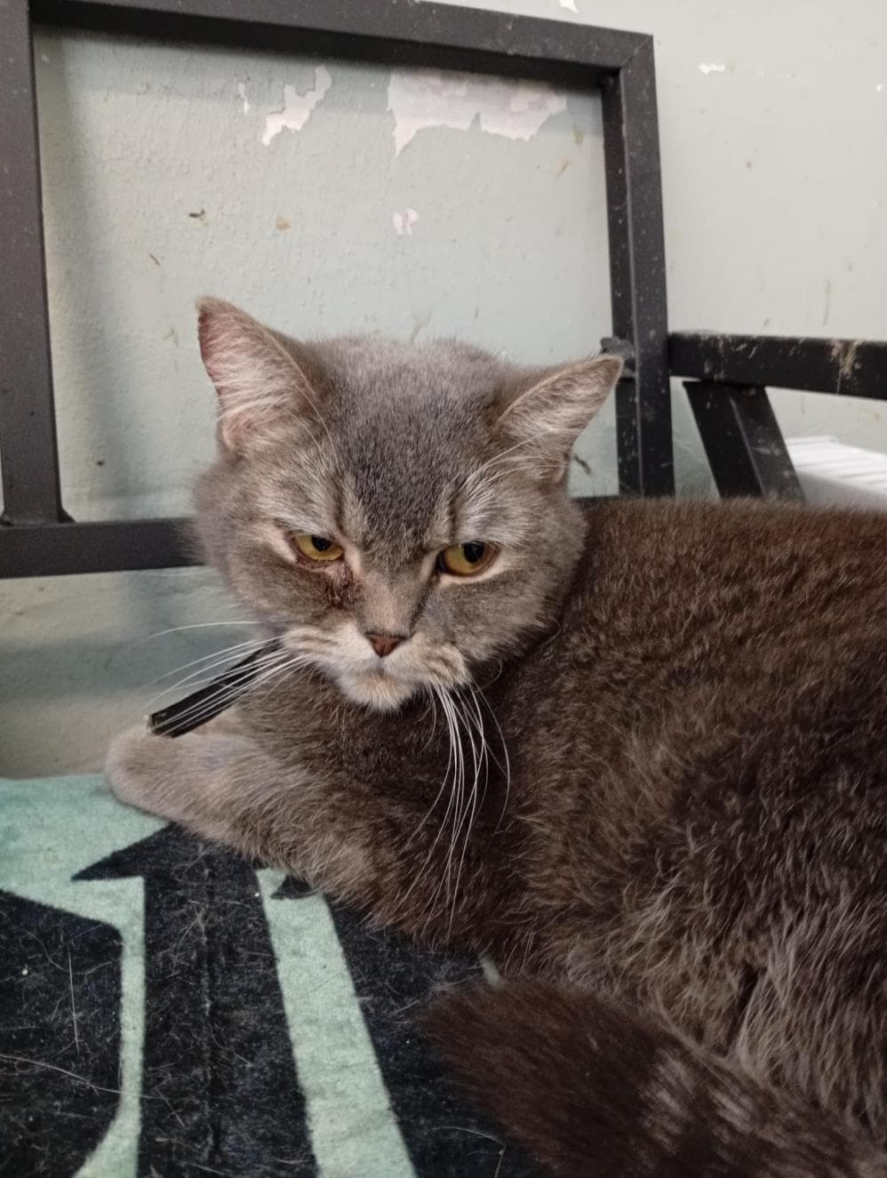 Zeus Exotic Shorthair Köpek, İstanbul