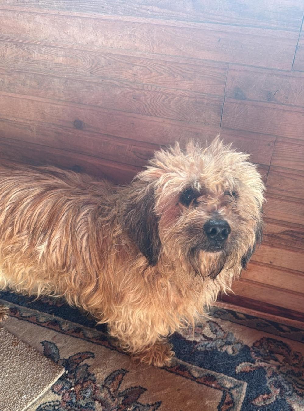 Püskül Melez Köpek, İstanbul