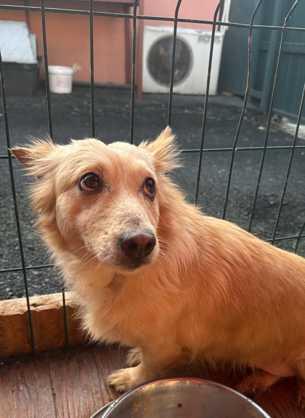Tarçın Melez Köpek, İstanbul