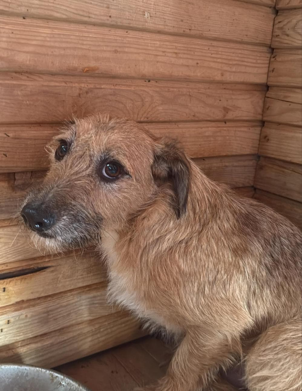 Huysuz Melez Köpek, İstanbul