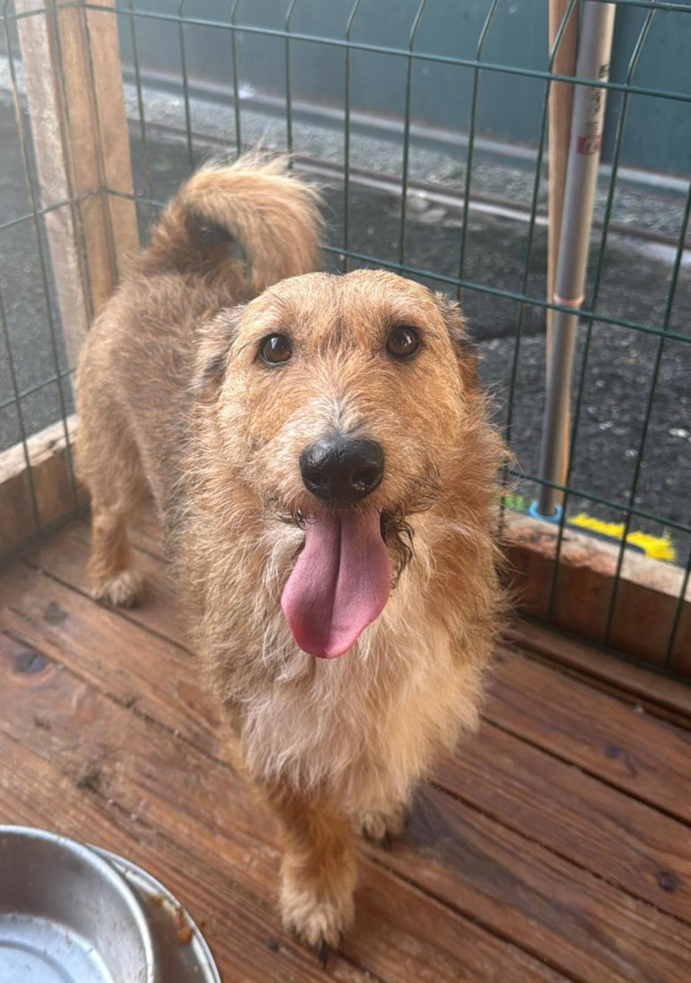 Krep Melez Köpek, İstanbul