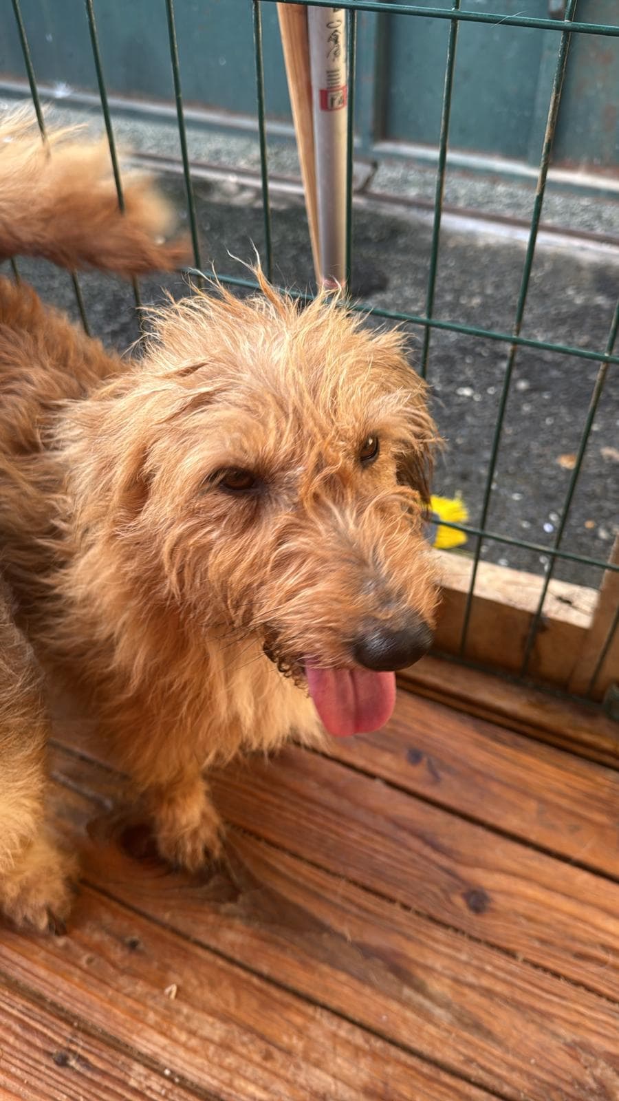 Şımarık Melez Köpek, İstanbul