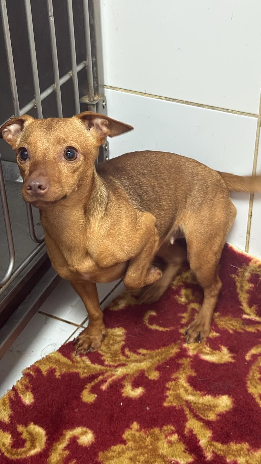 Yeşil Melez Köpek, İstanbul