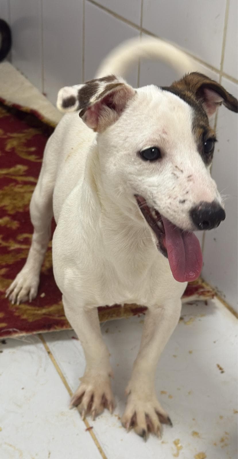 Karla Terrier Köpek, İstanbul