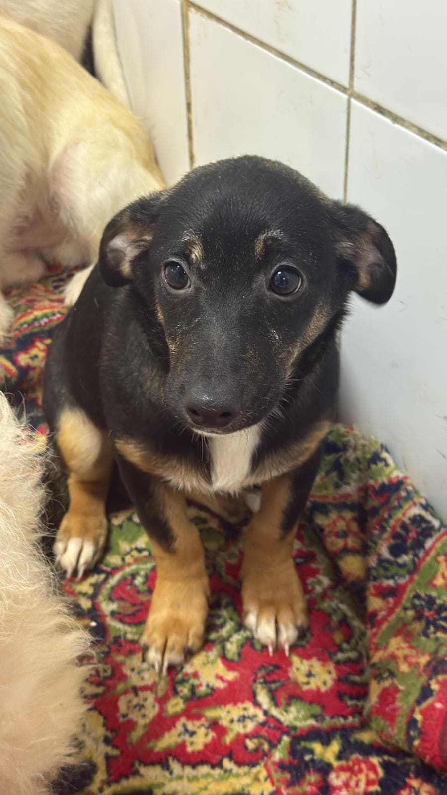 Karamel Melez Köpek, İstanbul