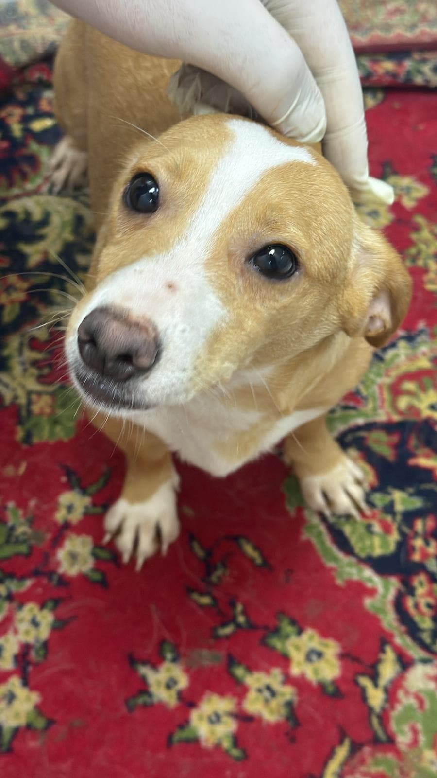 Kahve Melez Köpek, İstanbul