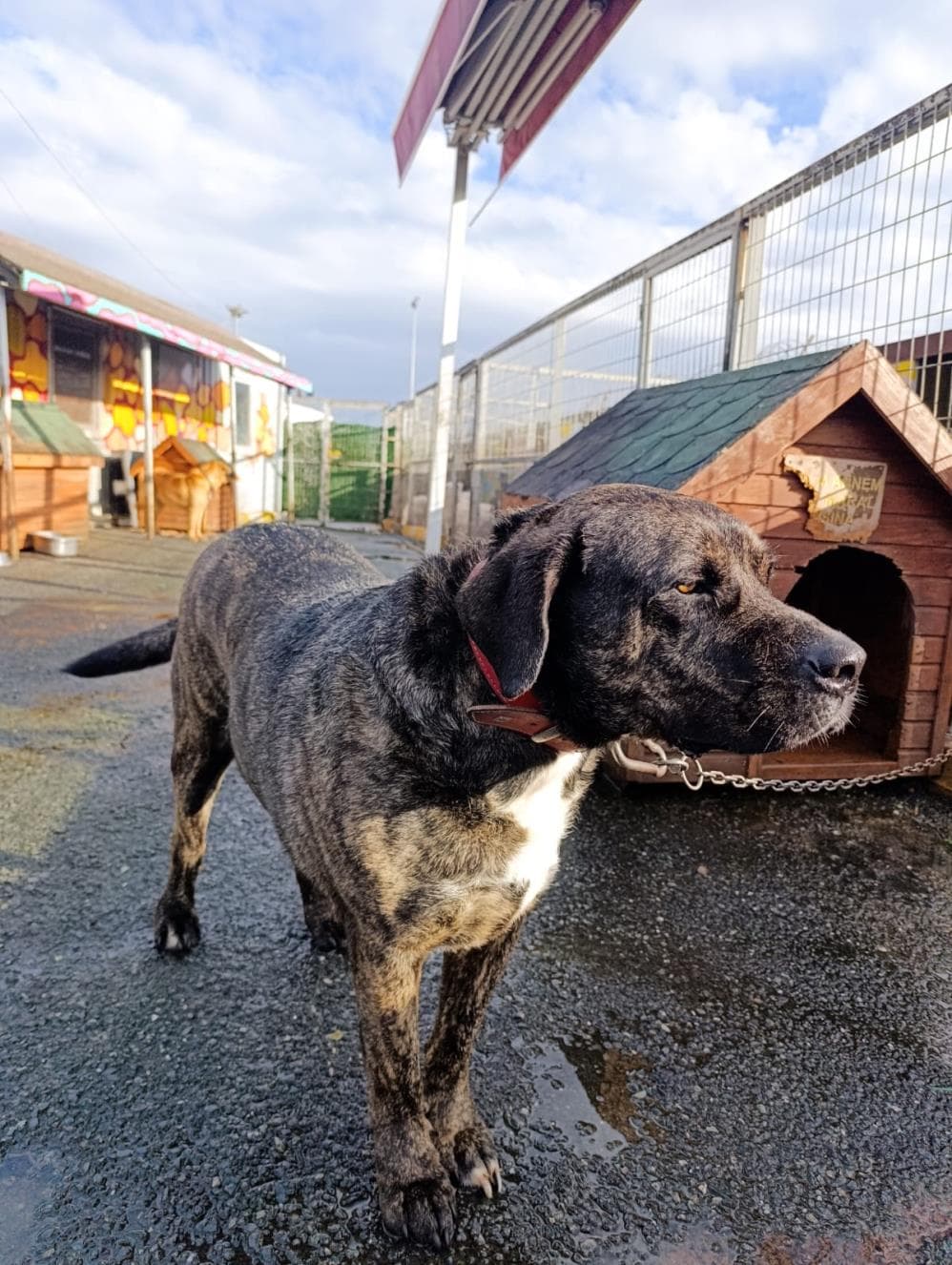 Kırçıl Melez Köpek, İstanbul