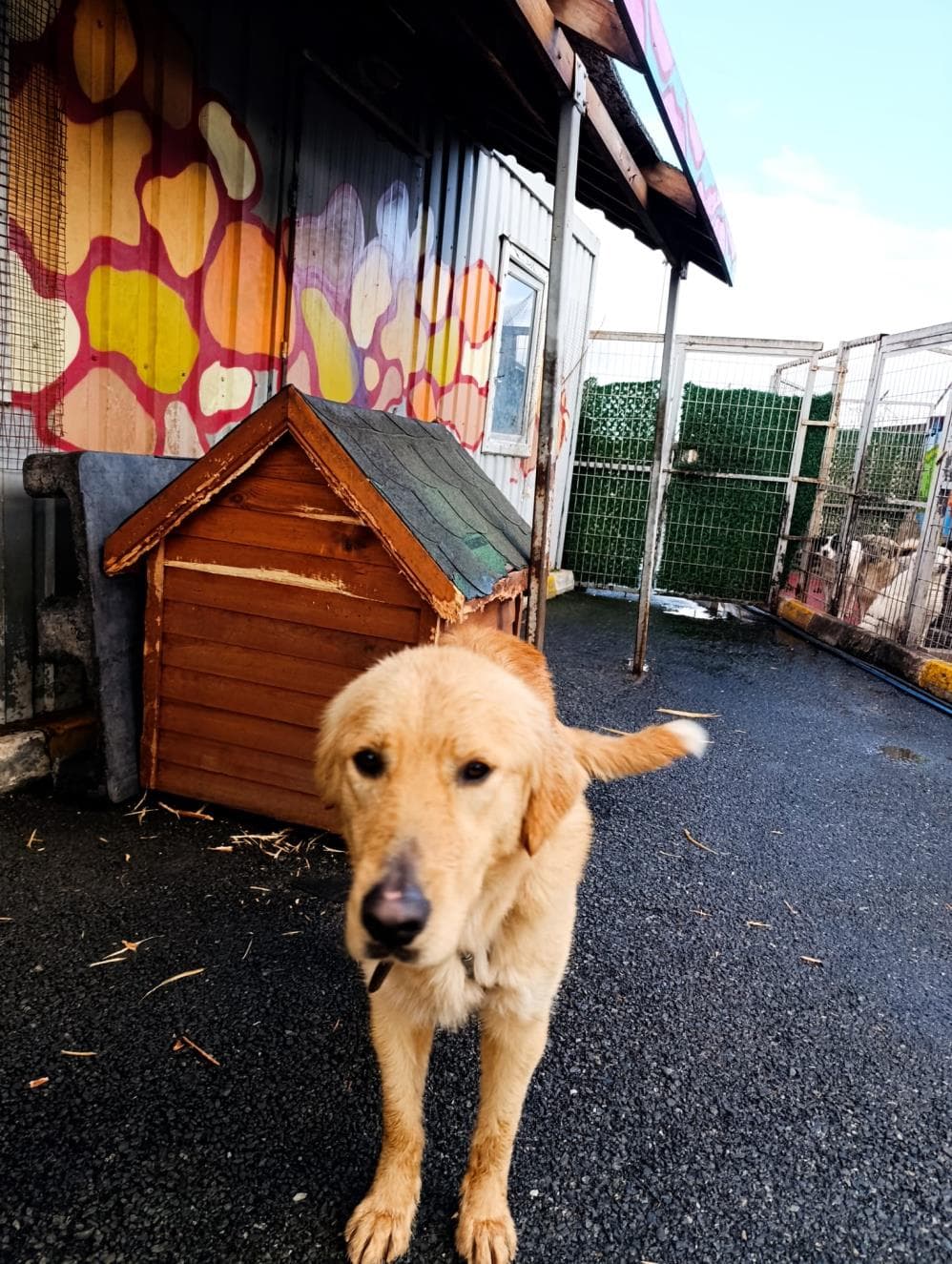 Kaju Giant Retriever Köpek, İstanbul