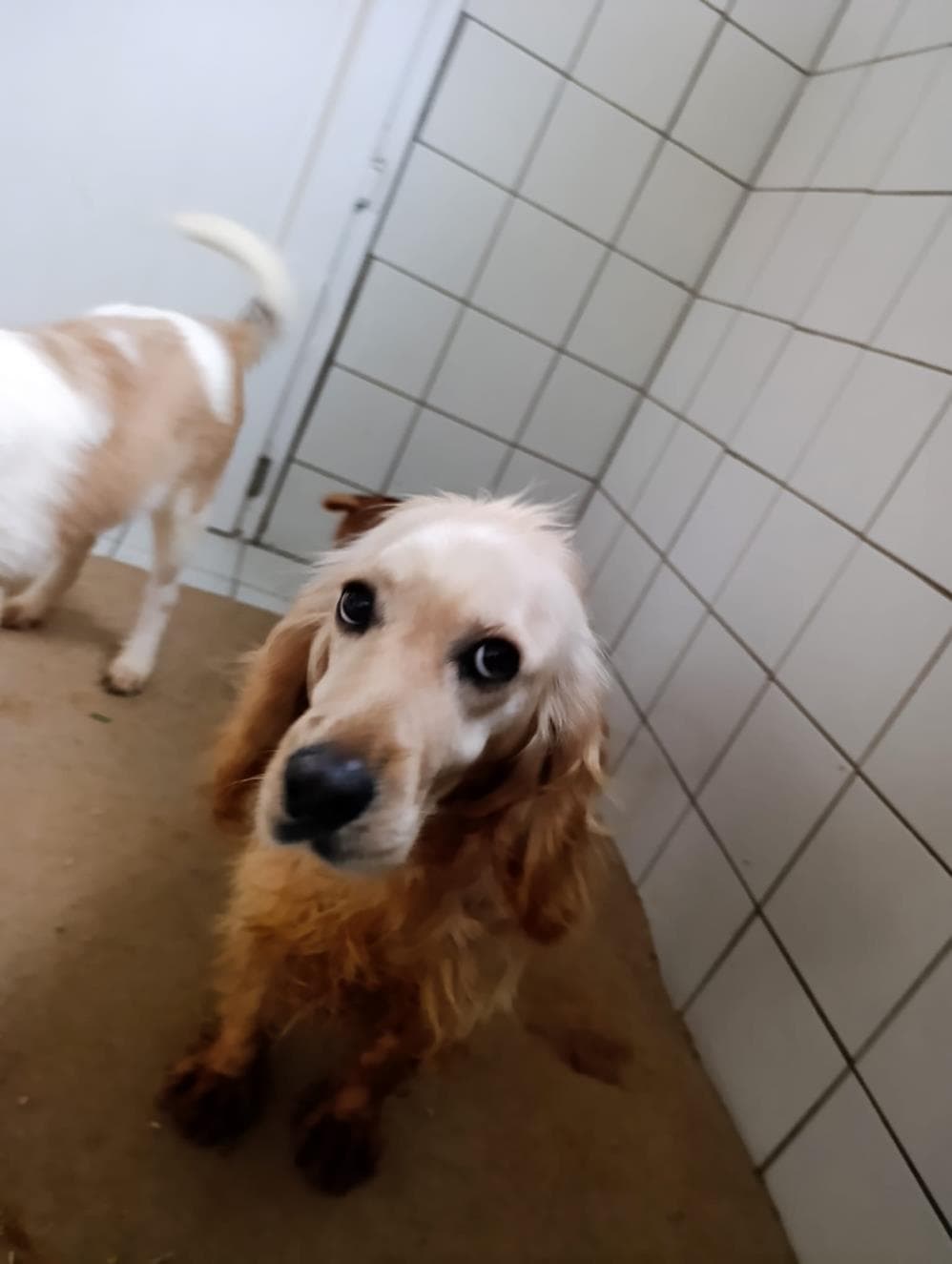 Sasha Cocker Köpek, İstanbul