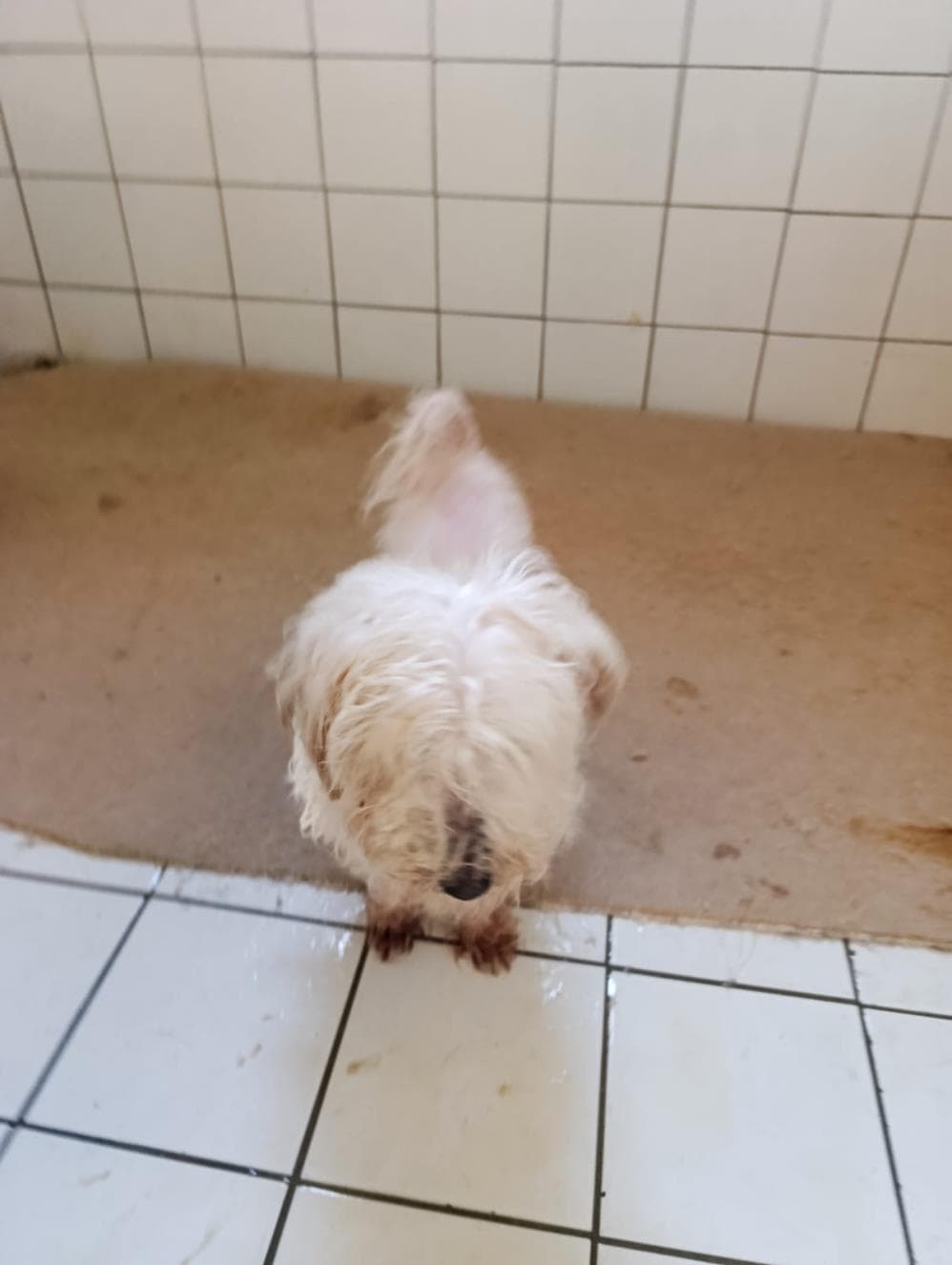 Bulut Terrier Köpek, İstanbul