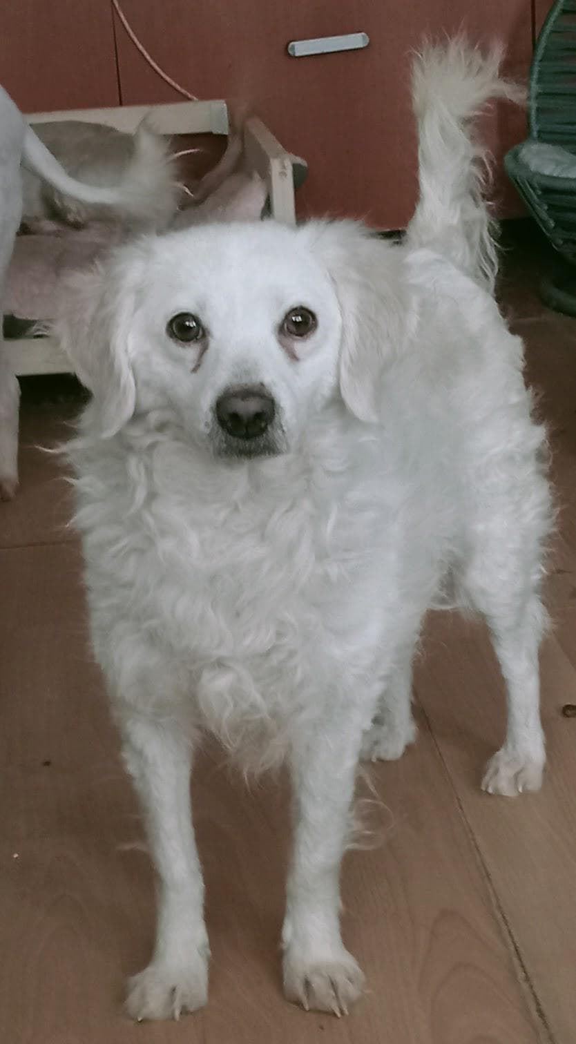 Şeker Terrier Köpek, İstanbul