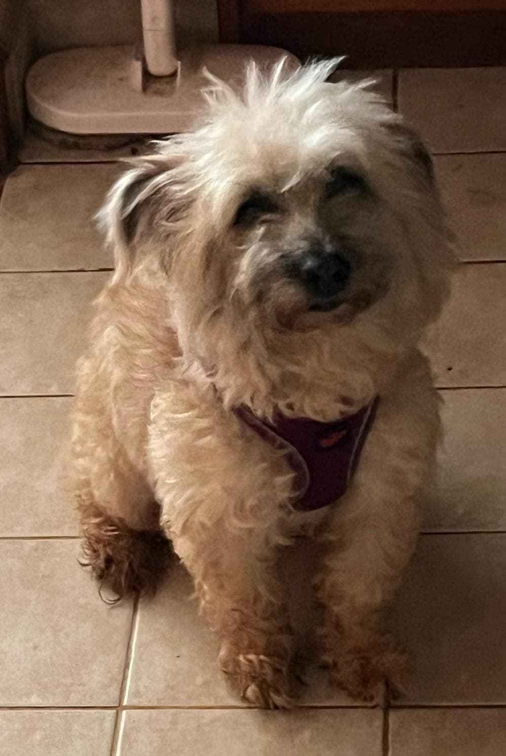 Fındık Terrier Köpek, İstanbul