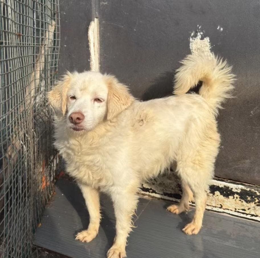 Fox Melez Köpek, İstanbul