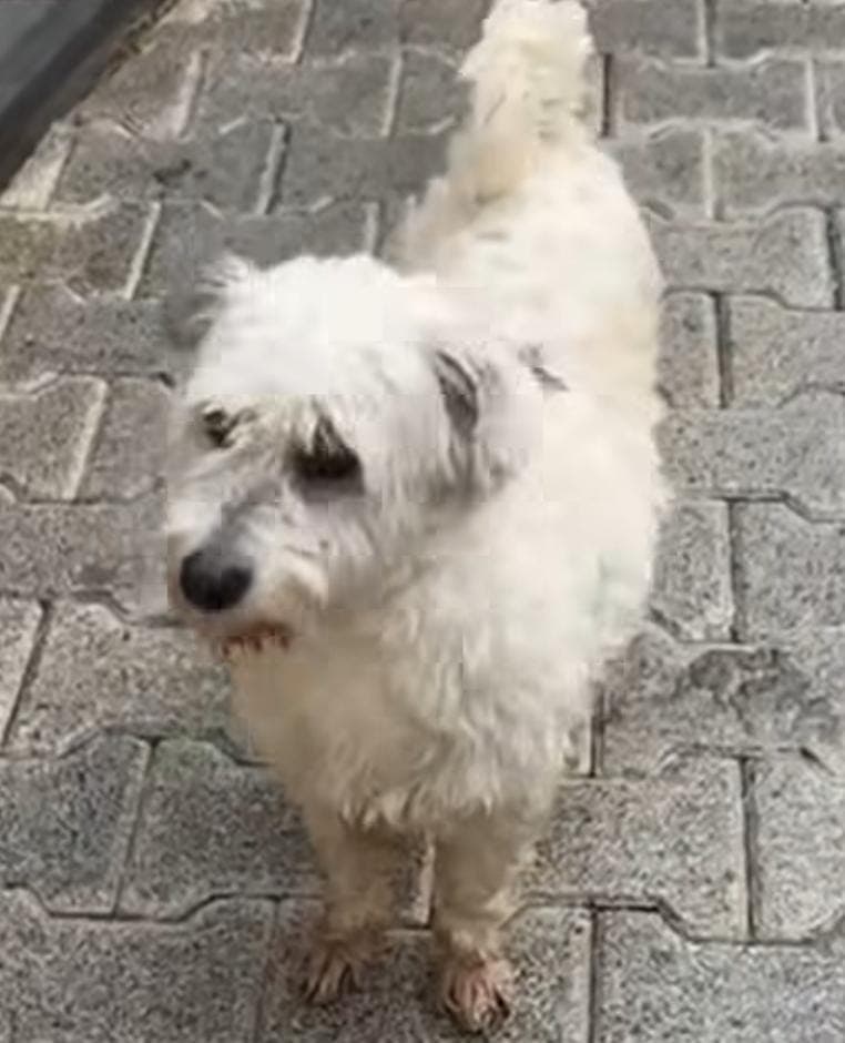 Mars Terrier Köpek, İstanbul