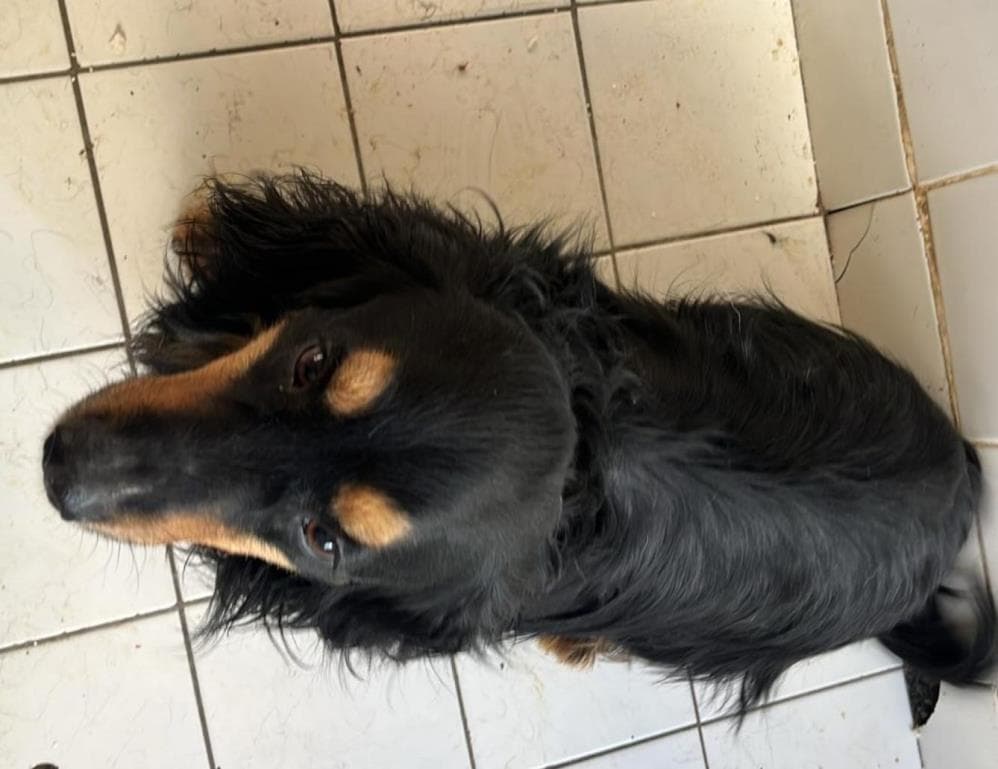 Lokum Cocker Köpek, İstanbul