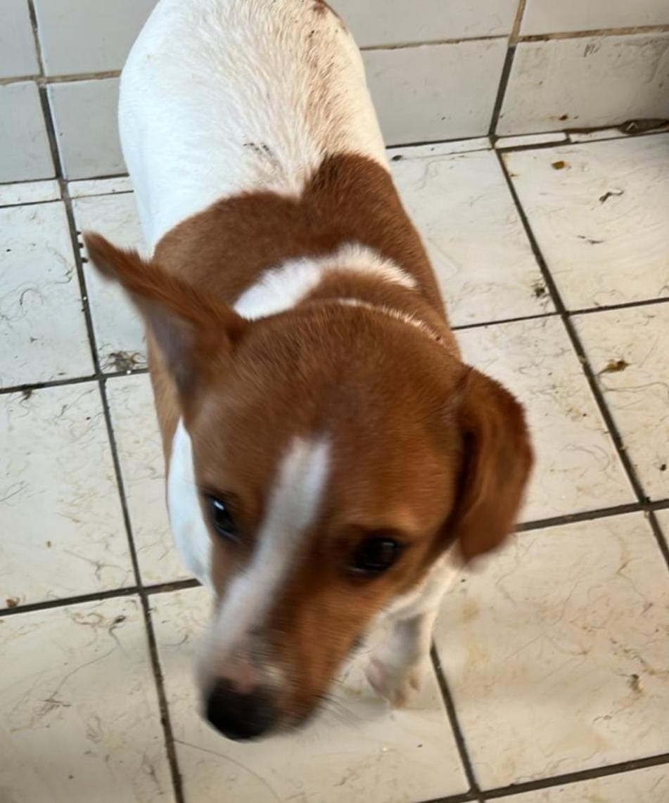 Buddy Terrier Köpek, İstanbul
