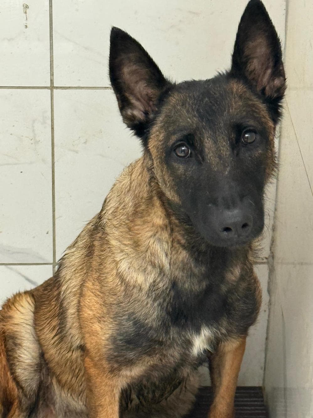 Luna Belçika Kurt Köpeği Köpek, İstanbul