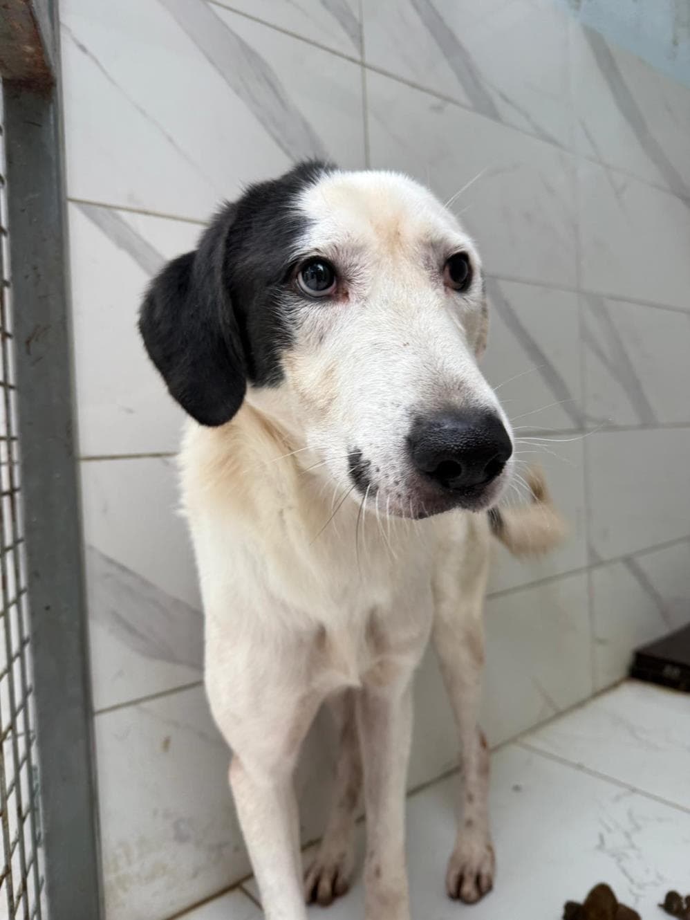 Spark Melez Köpek, İstanbul