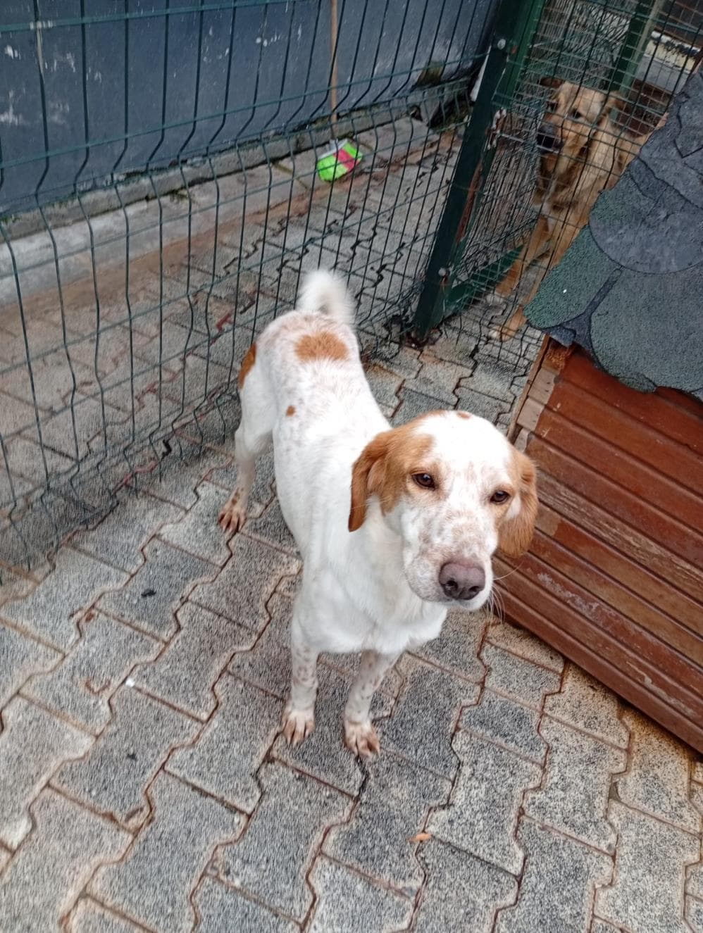 Çaça İngiliz Setter Köpek, İstanbul