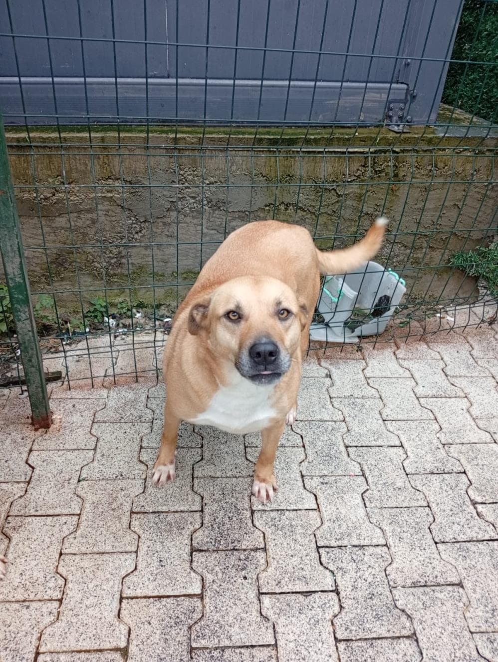 Balım Melez Köpek, İstanbul