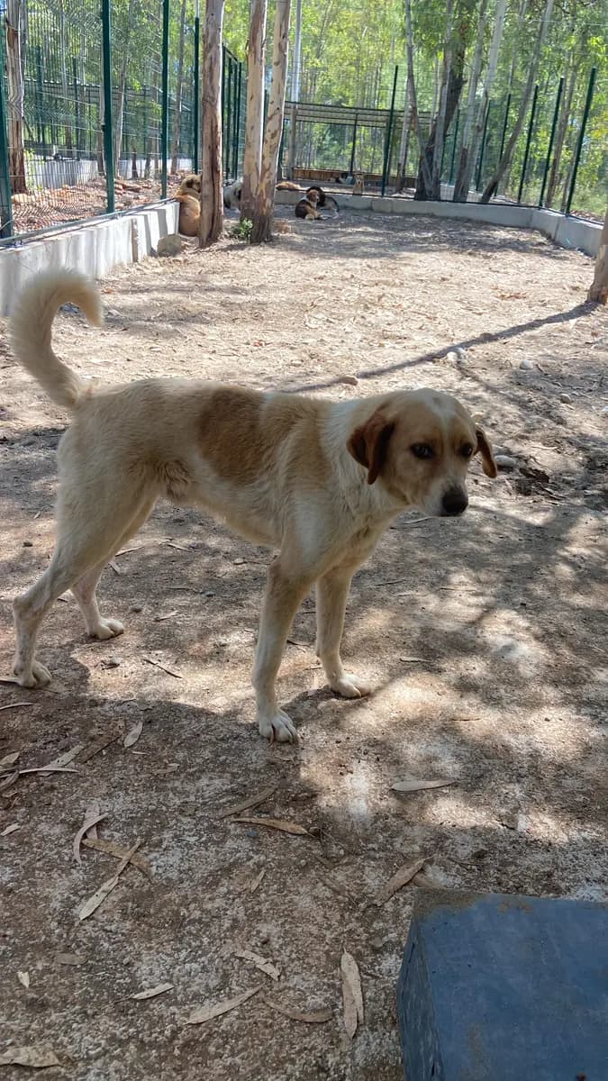 Fethiye Melez Köpek Melez Köpek, Muğla