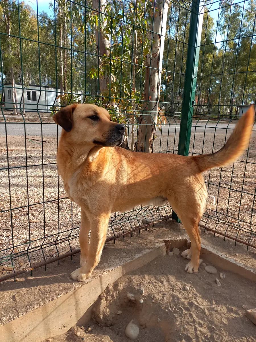 Fethiye Melez Köpek Melez Köpek, Muğla