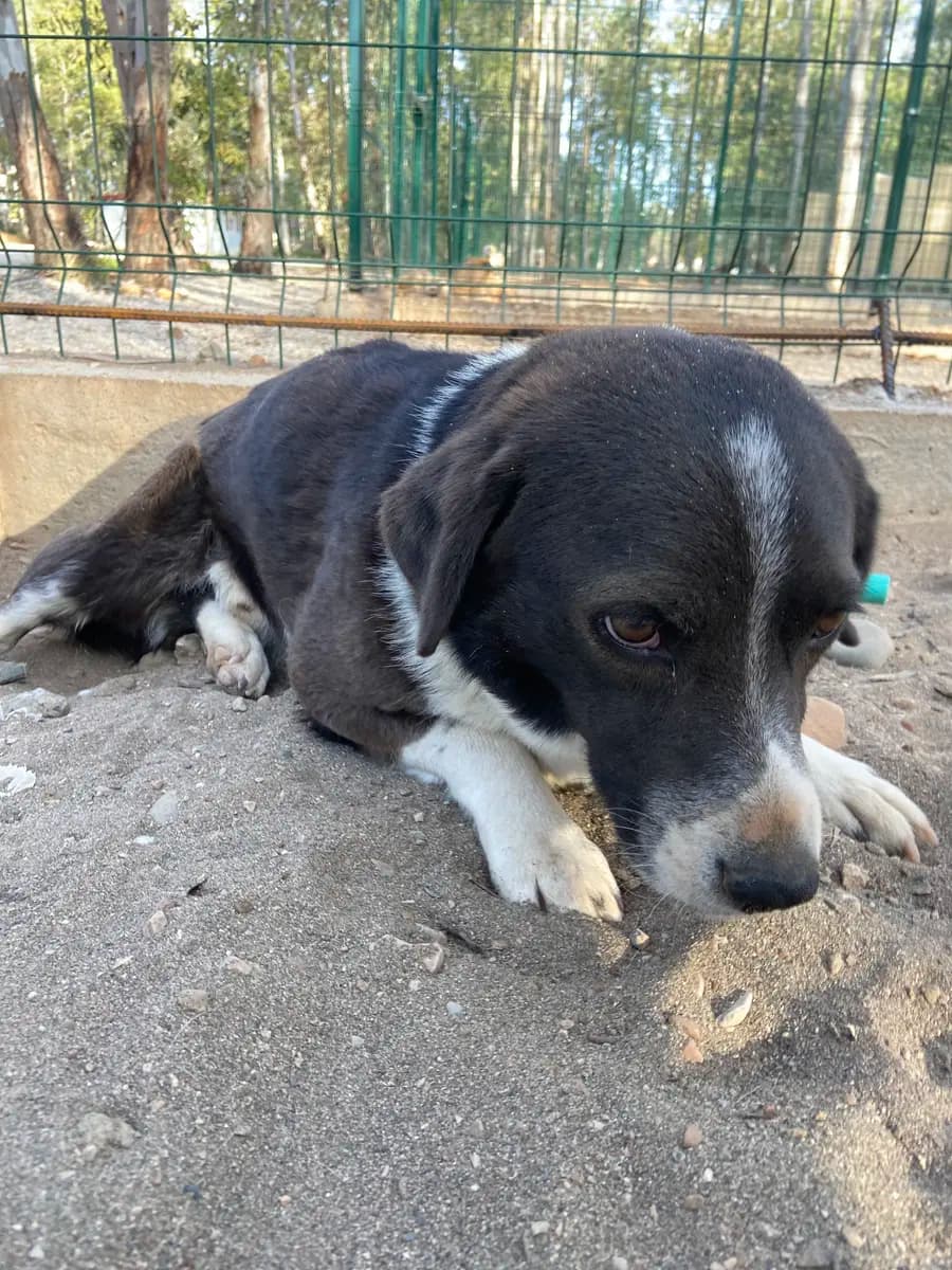 Fethiye Melez Köpek Melez Köpek, Muğla