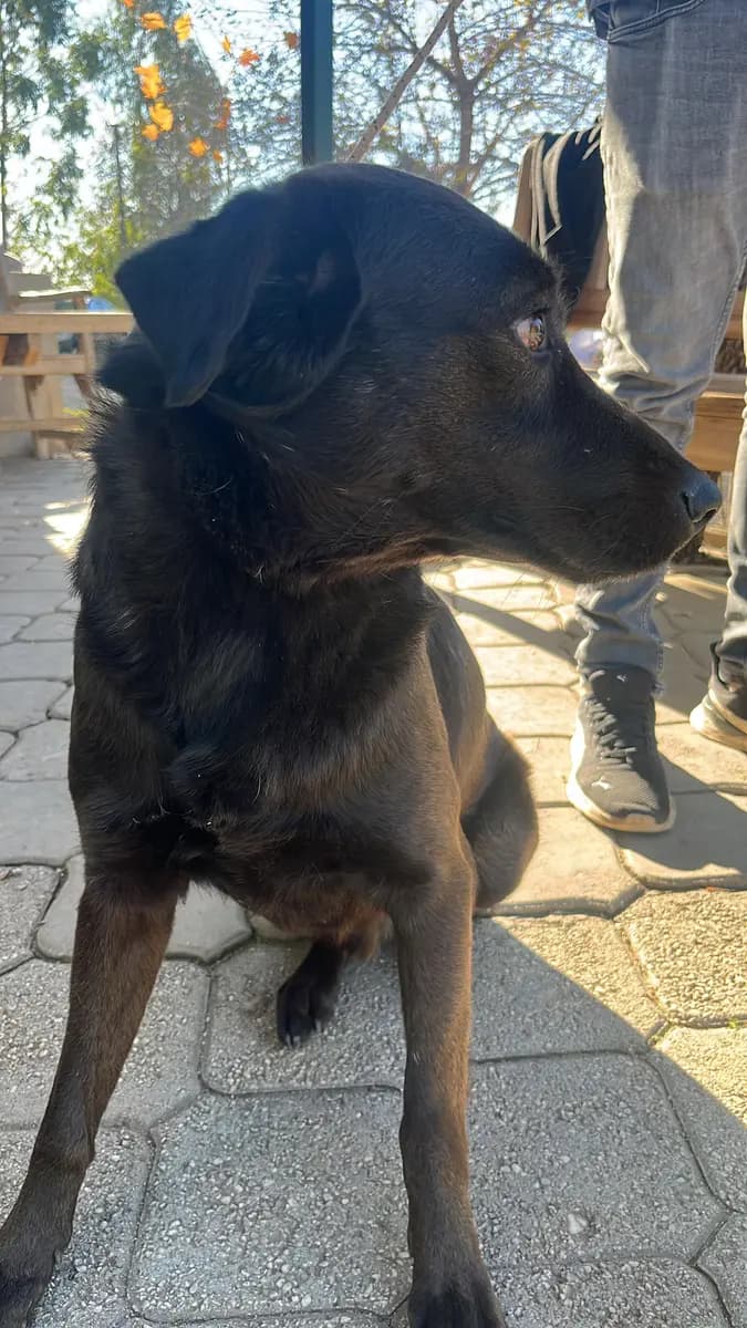 Fethiye Melez Köpek Melez Köpek, Muğla