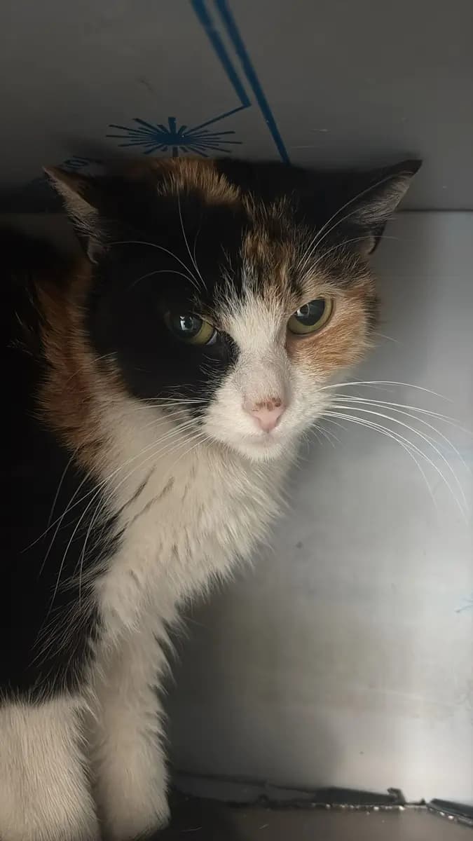 Fethiye Melez Kedi Melez Kedi, Muğla