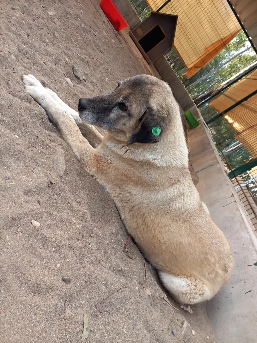 Fethiye Melez Köpek Melez Köpek, Muğla