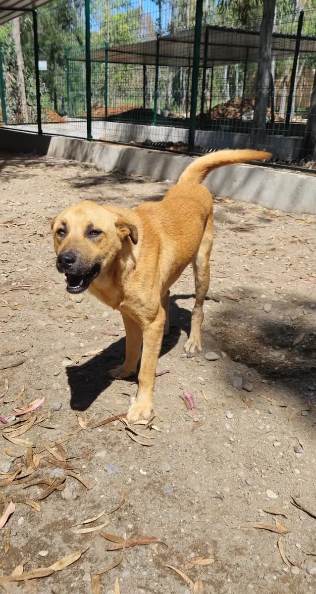 Fethiye Melez Köpek Melez Köpek, Muğla