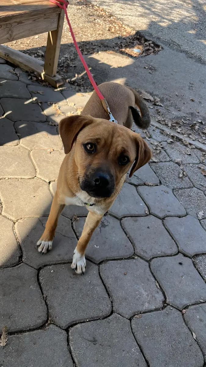 Fethiye Melez Köpek Melez Köpek, Muğla