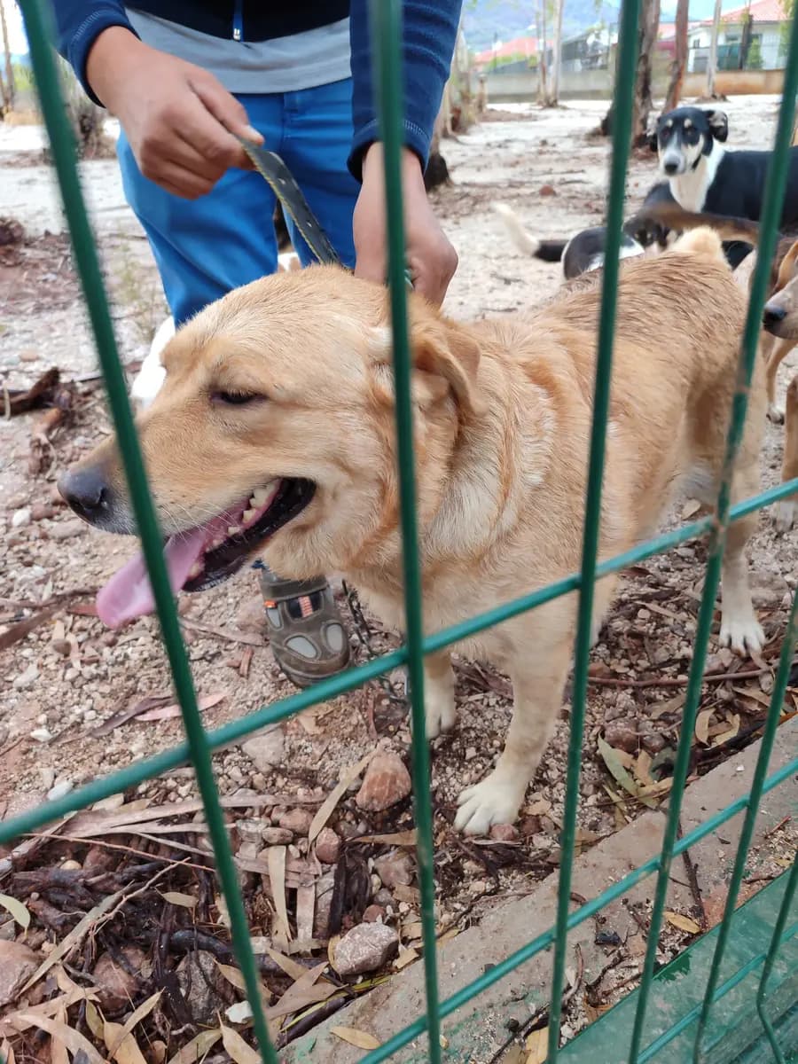 Fethiye Melez Köpek Melez Köpek, Muğla