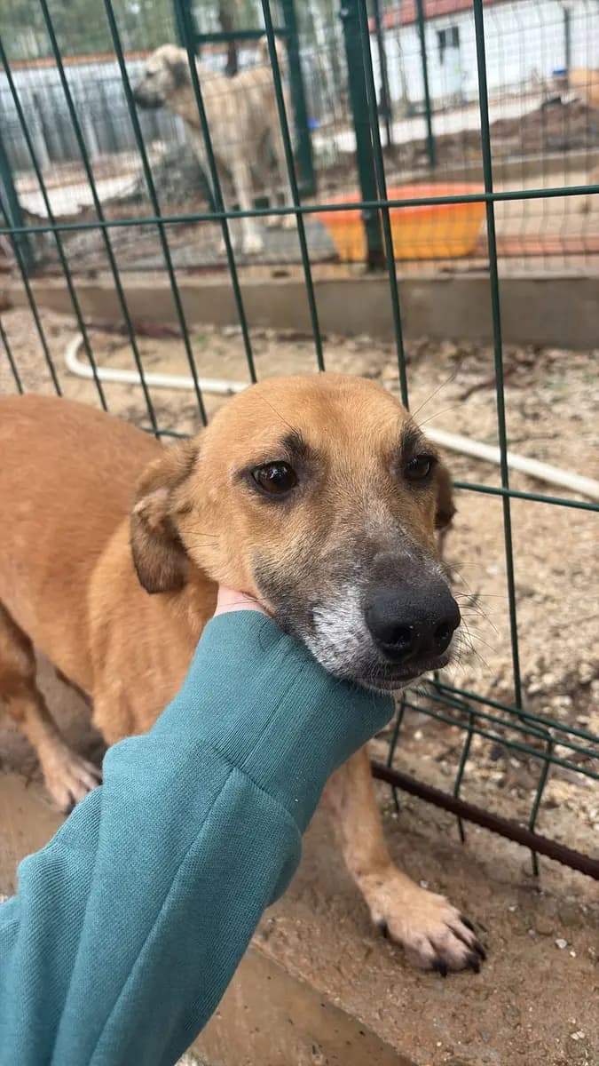 Fethiye Melez Köpek Melez Köpek, Muğla