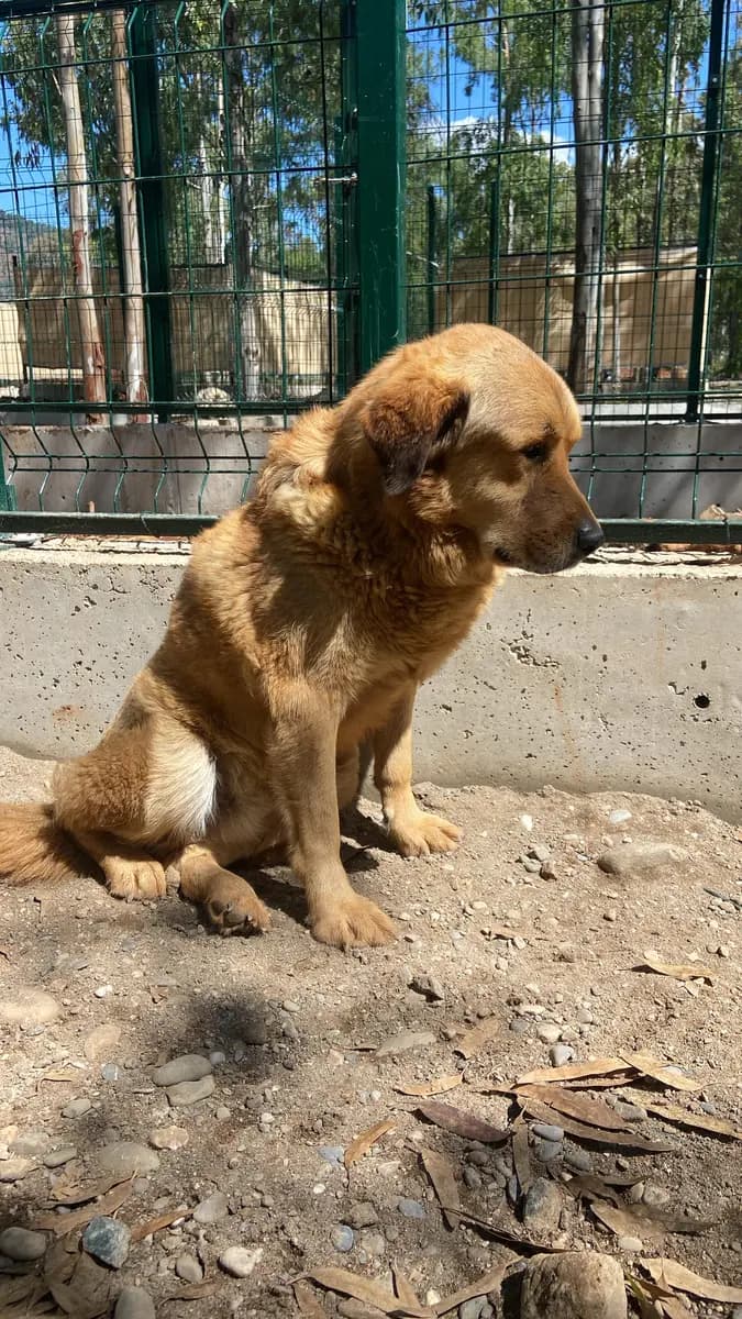 Fethiye Melez Köpek Melez Köpek, Muğla