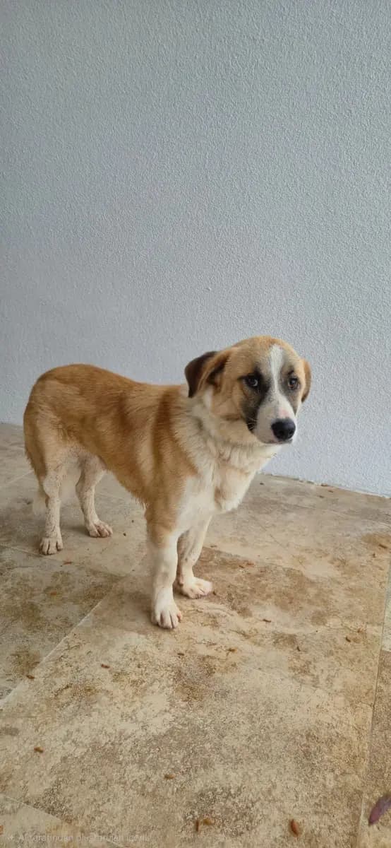 Fethiye Melez Köpek Melez Köpek, Muğla