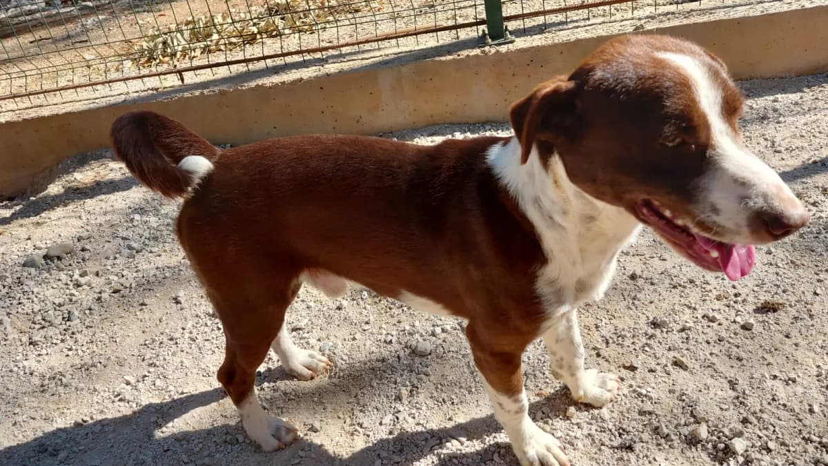 Fethiye Melez Köpek Melez Köpek, Muğla