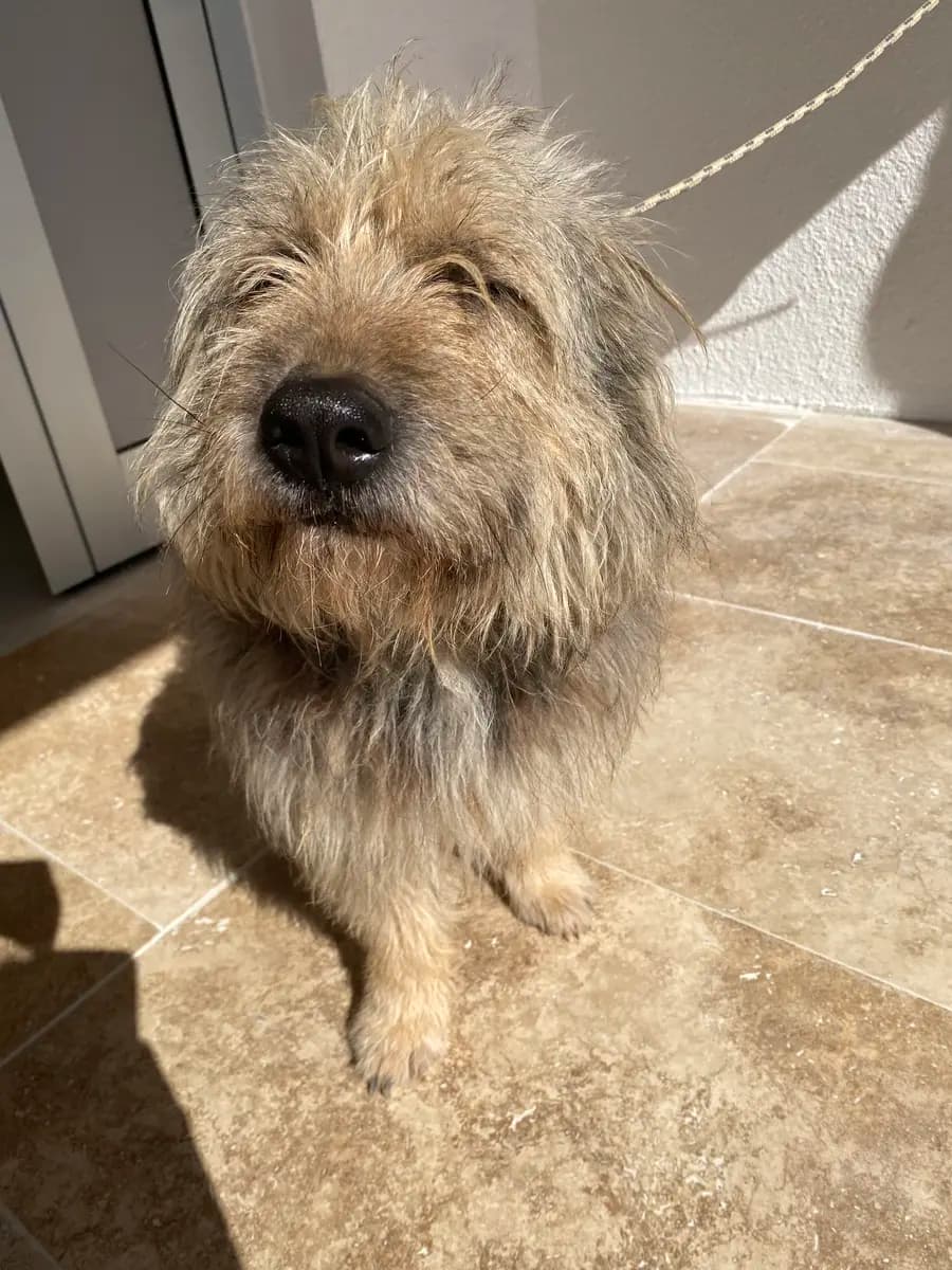 Fethiye Melez Köpek Melez Köpek, Muğla