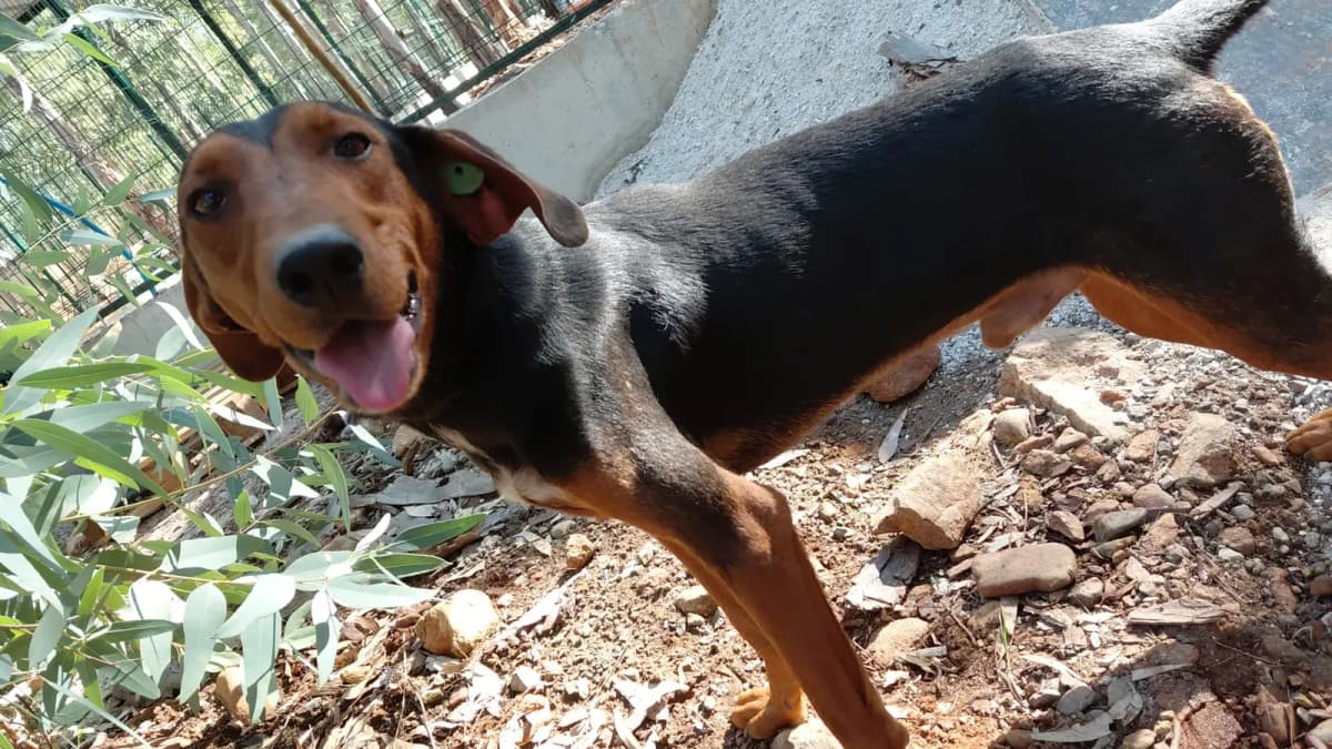 Fethiye Melez Köpek Melez Köpek, Muğla
